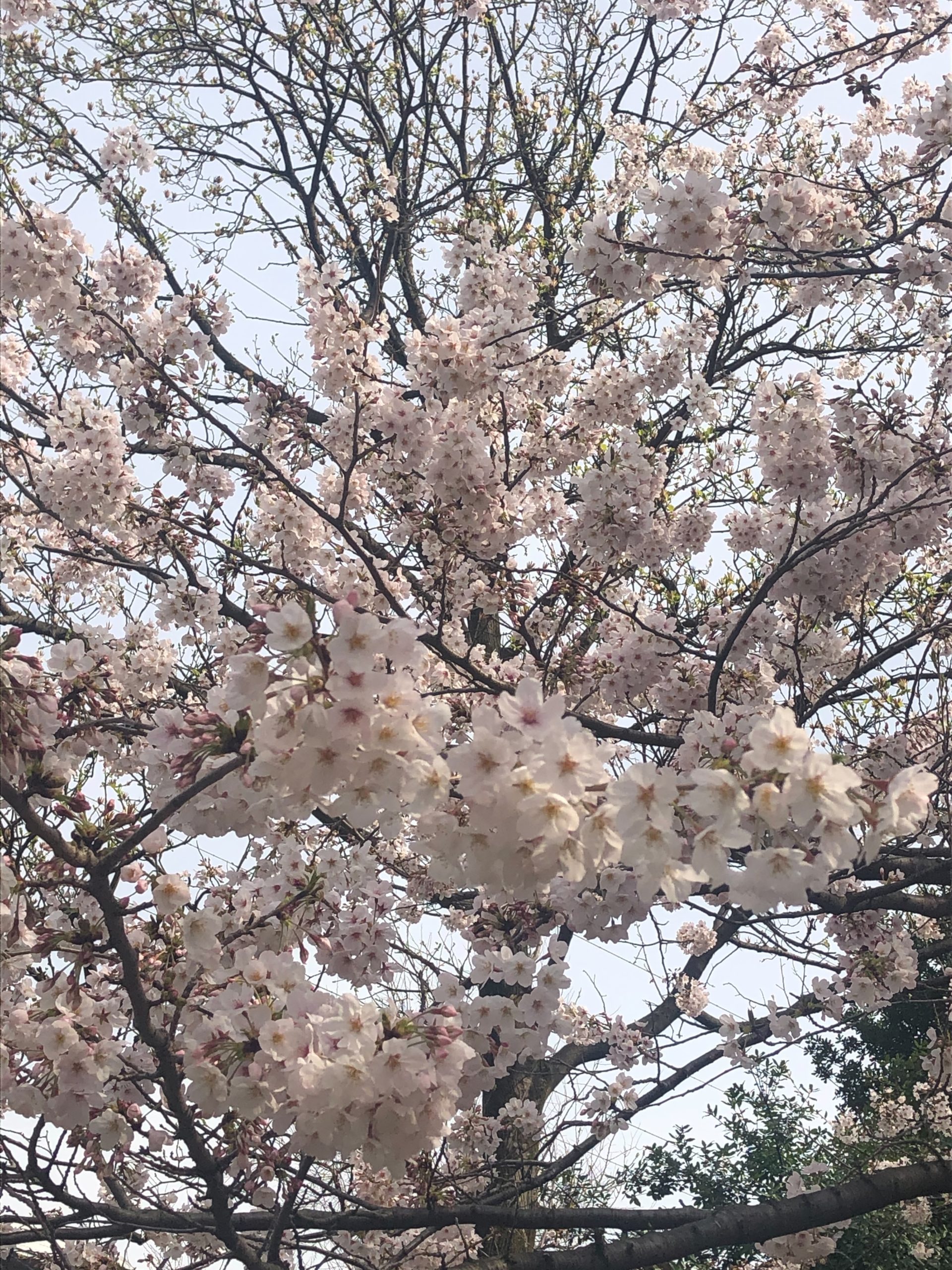 桜