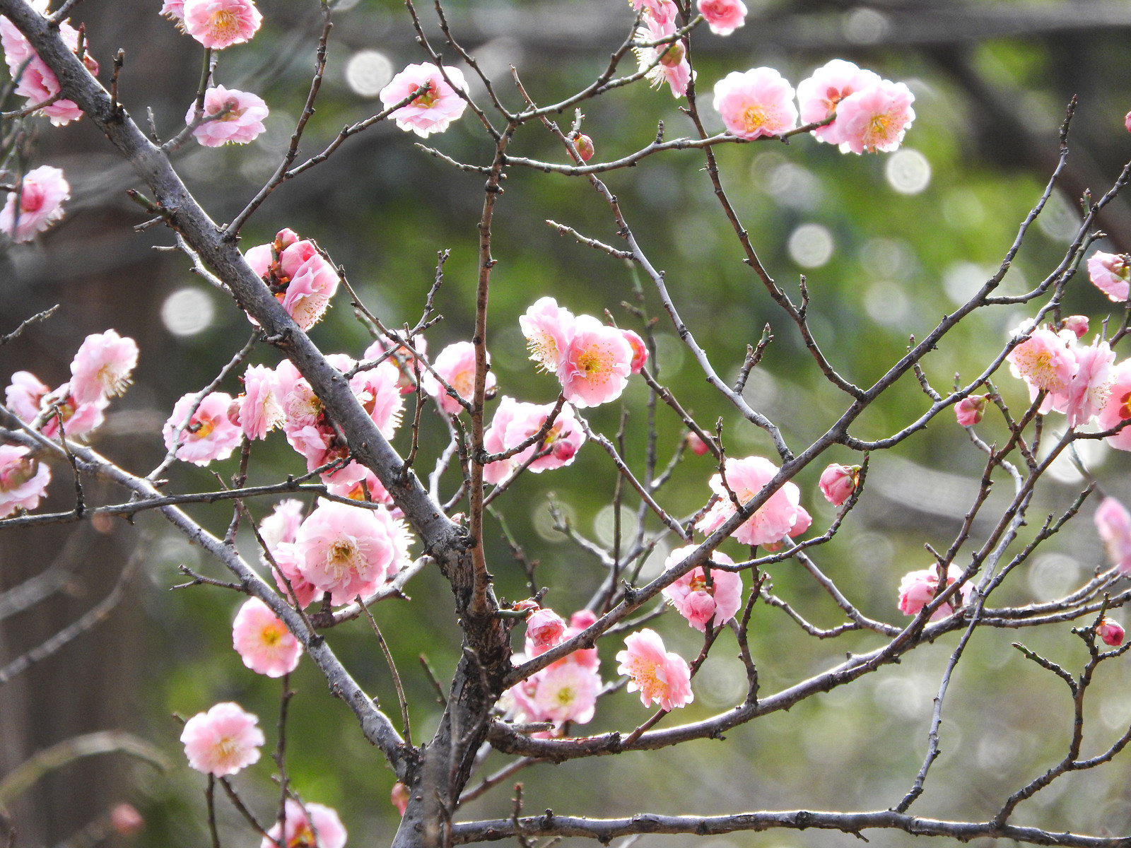 花盛り
